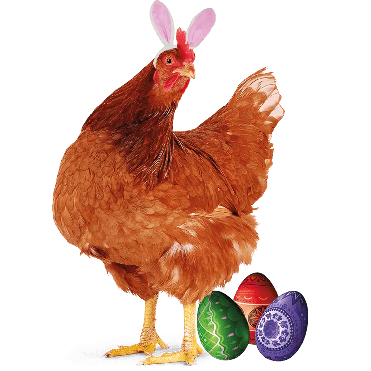 Cockerel Easter Design - DTF Ready To Press