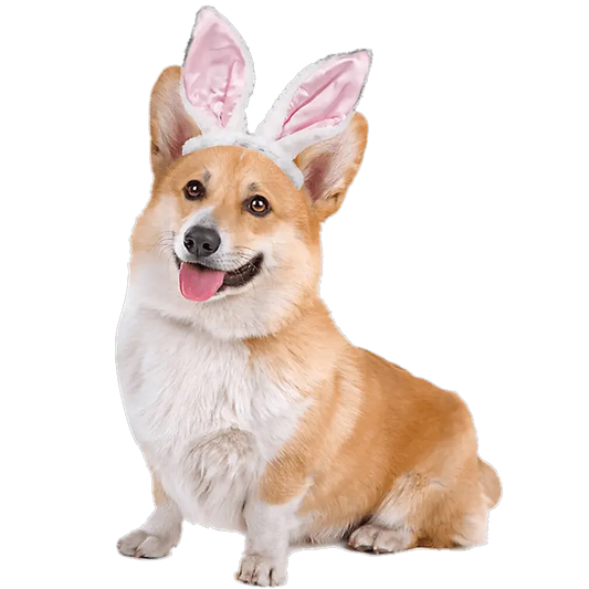 Corgi Easter Design - DTF Ready To Press